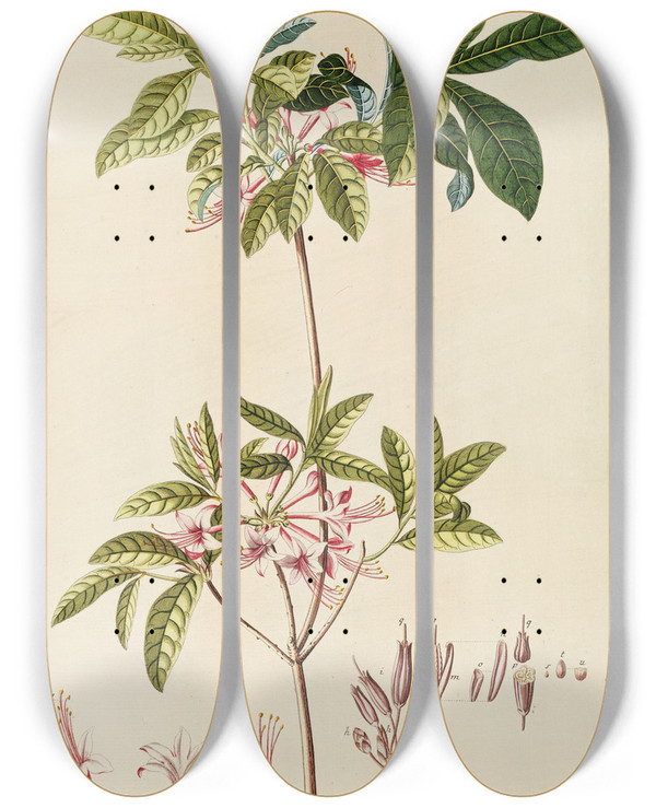 Triptych art skateboard deck of Georg Dionysius Ehret Azalea by Georg Dionysius Ehret (1708-1770)