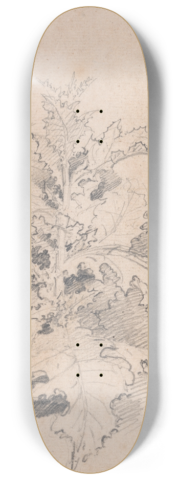 James Ward - Study of a Thistle 8.25 inch art skate deck