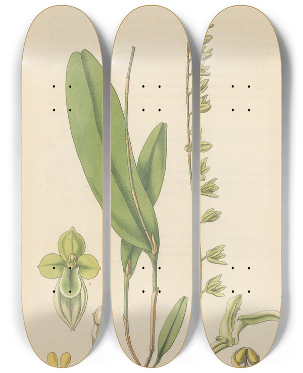 Triptych art skateboard deck of William Jackson Hooker Pleurothallis Racemiflora by William Jackson Hooker (1785-1865)