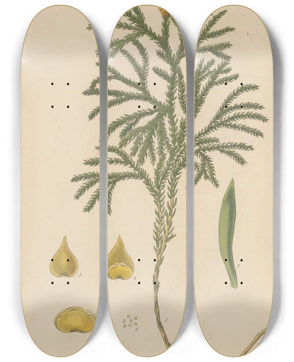 Triptych art skateboard deck of William Jackson Hooker Lycopodium Dendroideum by William Jackson Hooker (1785-1865)