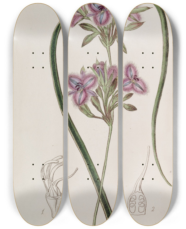 Triptych art skateboard deck of Sydenham Edwards Proliferous Thysanotus by Sydenham Edwards (1768-1819)
