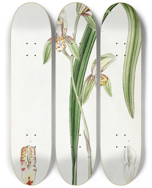 Triptych art skateboard deck of Sydenham Edwards Swordleaved Cymbidium by Sydenham Edwards (1768-1819)