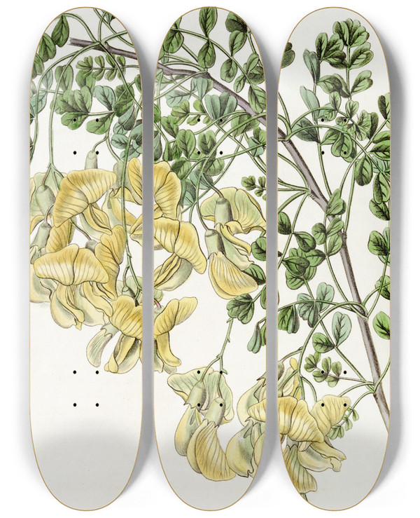 Triptych art skateboard deck of Sydenham Edwards Nepal Bladdersenna by Sydenham Edwards (1768-1819)