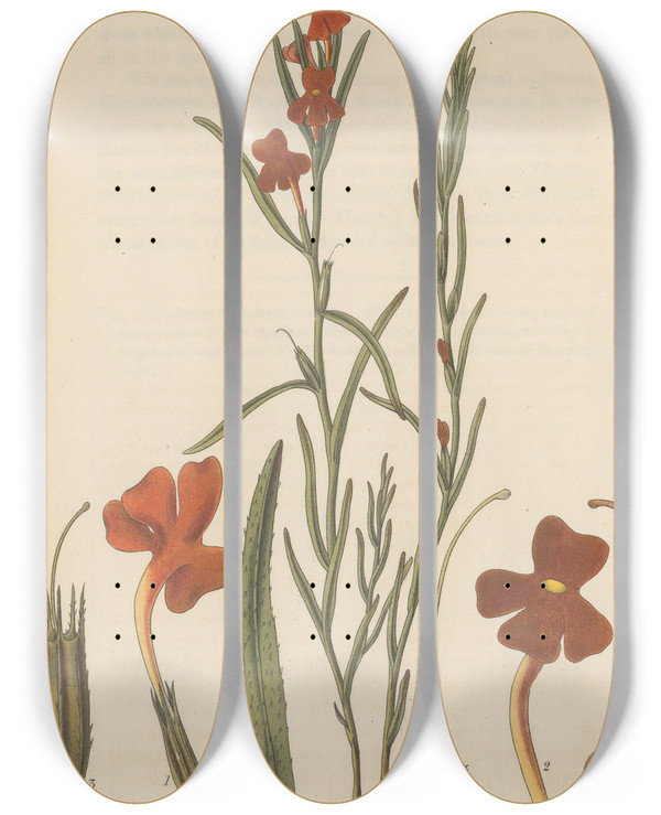 Triptych art skateboard deck of William Jackson Hooker Campuleia Coccinea by William Jackson Hooker (1785-1865)