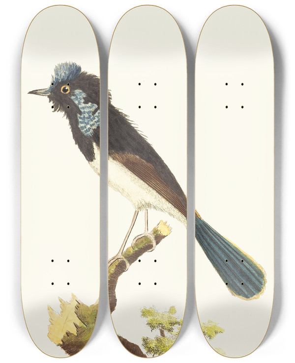 Triptych art skateboard deck of George Shaw The Superb Warbler by George Shaw (1751-1813)