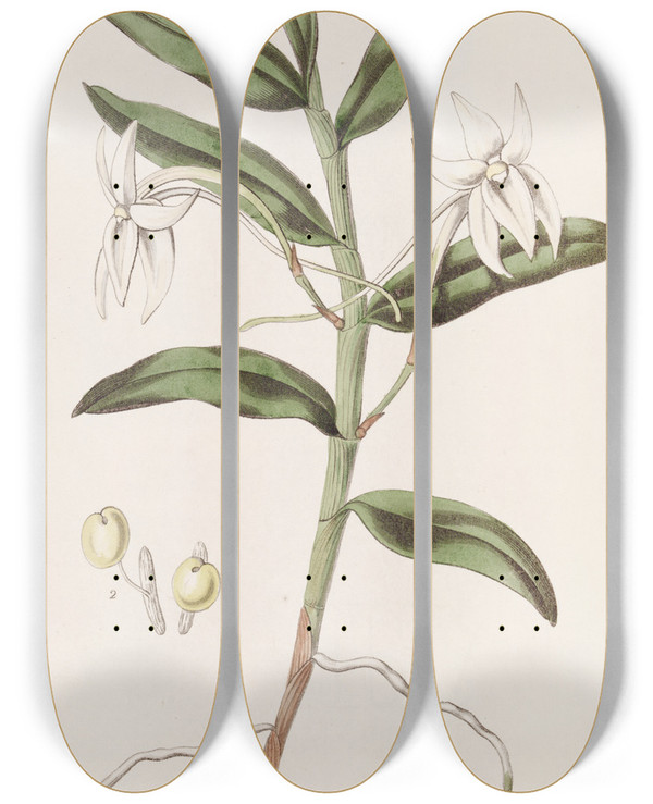 Triptych art skateboard deck of Sydenham Edwards Swordleaved Angrec by Sydenham Edwards (1768-1819)