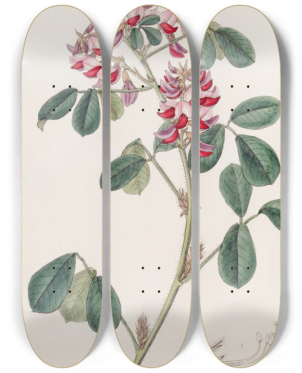 Triptych art skateboard deck of Sydenham Edwards Longstyled Oxyramph by Sydenham Edwards (1768-1819)