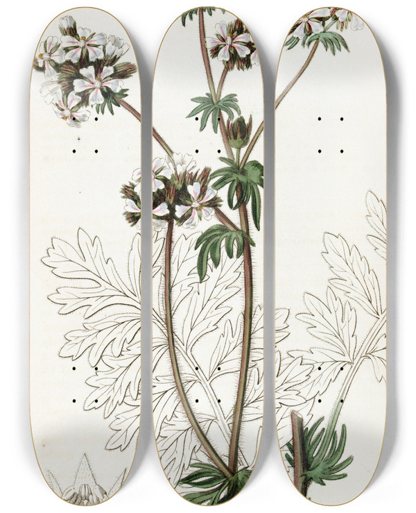Triptych art skateboard deck of Sydenham Edwards Dusky Horkelia by Sydenham Edwards (1768-1819)