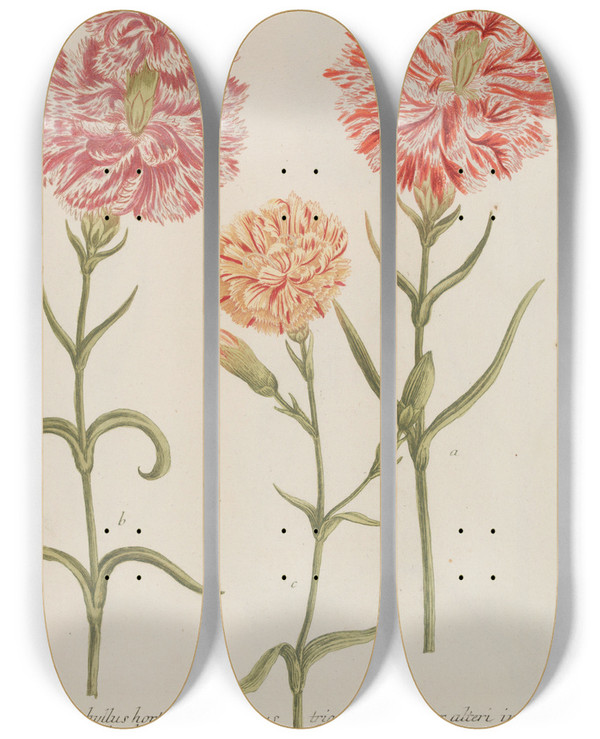 Triptych art skateboard deck of Johann Wilhelm Weinmann Phytanthoza Iconographia Pl059 by Johann Wilhelm Weinmann (1683-1741)