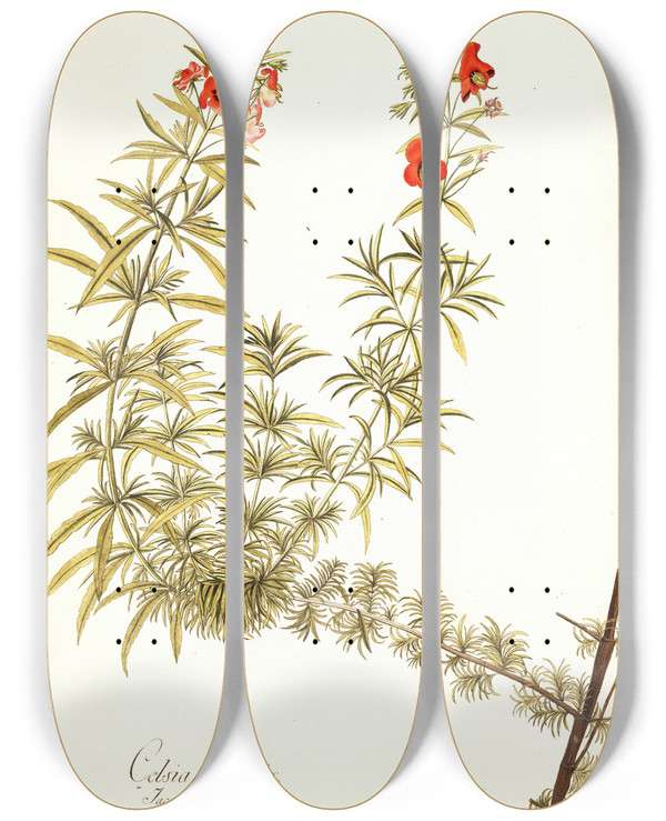 Triptych art skateboard deck of Nikolaus Joseph Freiherr Von Jacquin Celsia Linearis by Nikolaus Joseph Freiherr Von Jacquin (1727-1817)