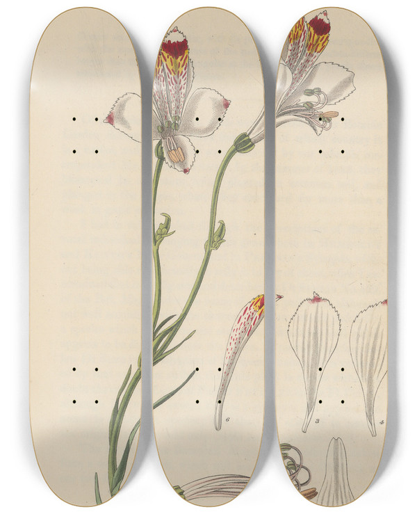 Triptych art skateboard deck of William Jackson Hooker Alstroemeria Tricolor by William Jackson Hooker (1785-1865)