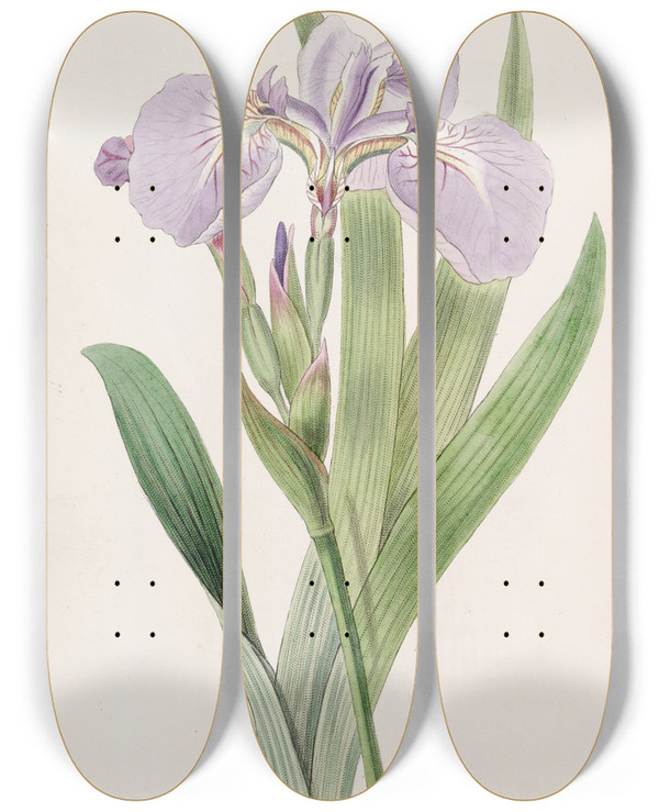 Triptych art skateboard deck of Sydenham Edwards Bristletipped Iris by Sydenham Edwards (1768-1819)