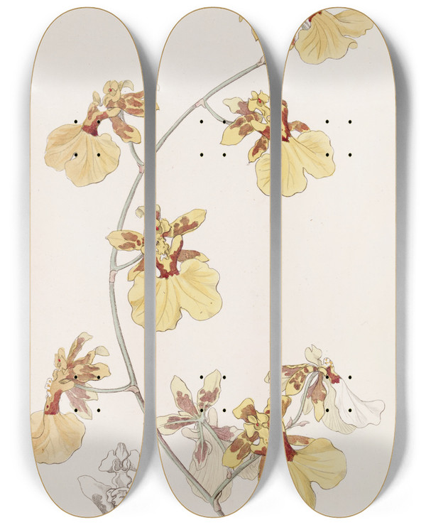 Triptych art skateboard deck of Sydenham Edwards The Pelican Oncid by Sydenham Edwards (1768-1819)
