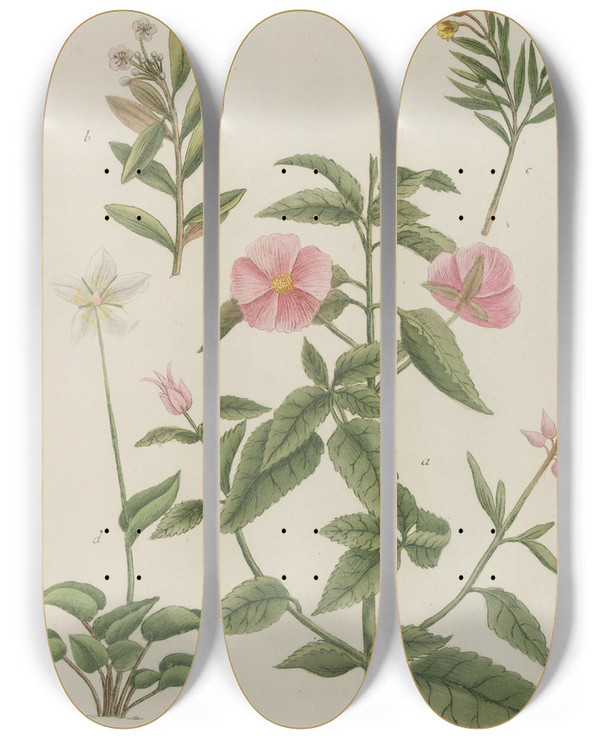 Triptych art skateboard deck of Johann Wilhelm Weinmann Phytanthoza Iconographia Pl115 by Johann Wilhelm Weinmann (1683-1741)