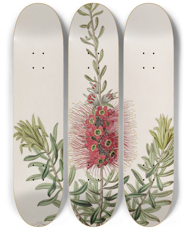 Triptych art skateboard deck of Sydenham Edwards Smallspiked Callistemon by Sydenham Edwards (1768-1819)