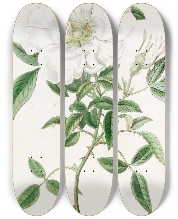 Triptych art skateboard deck of Sydenham Edwards Threeleaved China Rose by Sydenham Edwards (1768-1819)