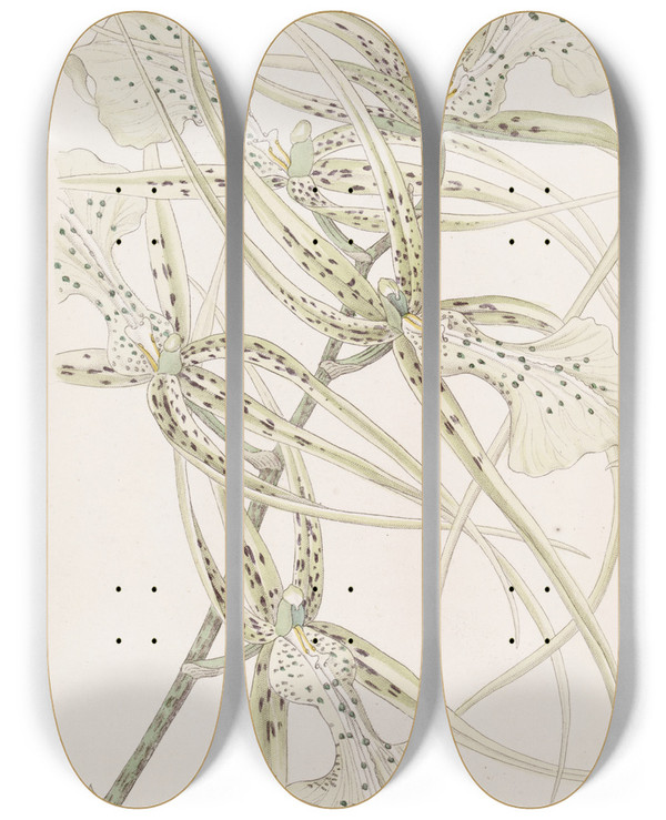 Triptych art skateboard deck of Sydenham Edwards Longarmed Brassia by Sydenham Edwards (1768-1819)