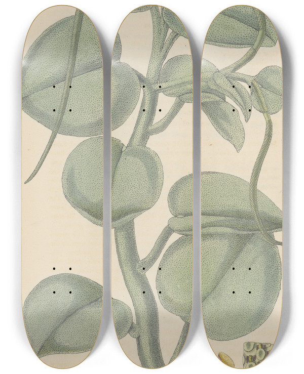 Triptych art skateboard deck of William Jackson Hooker Peperomia Incana by William Jackson Hooker (1785-1865)