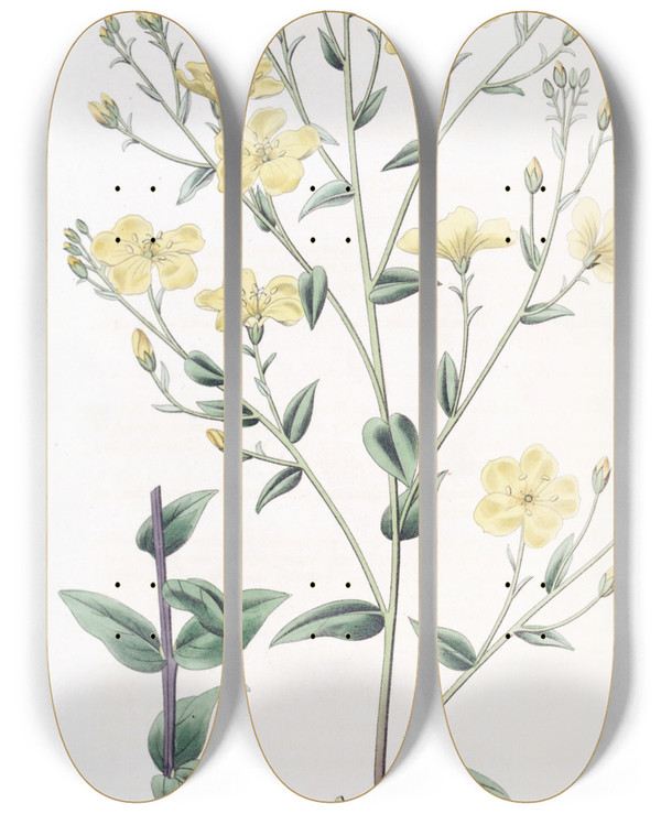 Triptych art skateboard deck of Sydenham Edwards Mexiccan Flax by Sydenham Edwards (1768-1819)