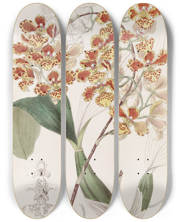 Triptych art skateboard deck of Sydenham Edwards The Frilled Oncid by Sydenham Edwards (1768-1819)