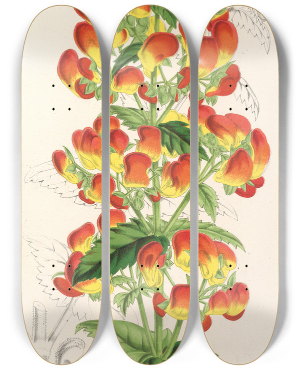 Triptych art skateboard deck of Charles Antoine Lemaire Calceolaria Pisacomensis by Charles Antoine Lemaire (1800-1871)