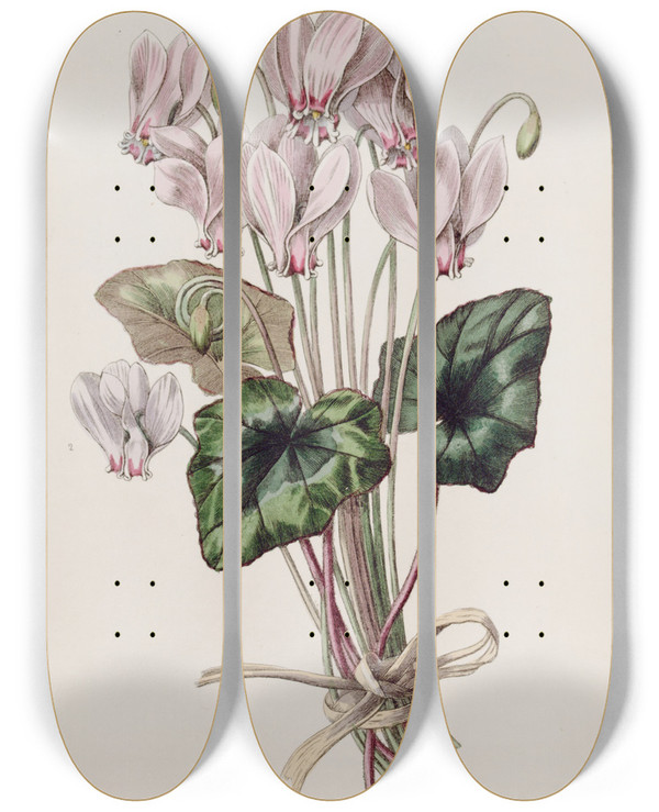 Triptych art skateboard deck of Sydenham Edwards Neapolitan Cyclamen by Sydenham Edwards (1768-1819)