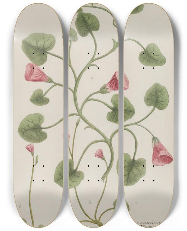 Triptych art skateboard deck of Johann Wilhelm Weinmann Phytanthoza Iconographia Pl143 by Johann Wilhelm Weinmann (1683-1741)