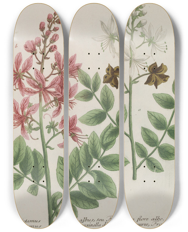 Triptych art skateboard deck of Johann Wilhelm Weinmann Phytanthoza Iconographia Pl184 by Johann Wilhelm Weinmann (1683-1741)