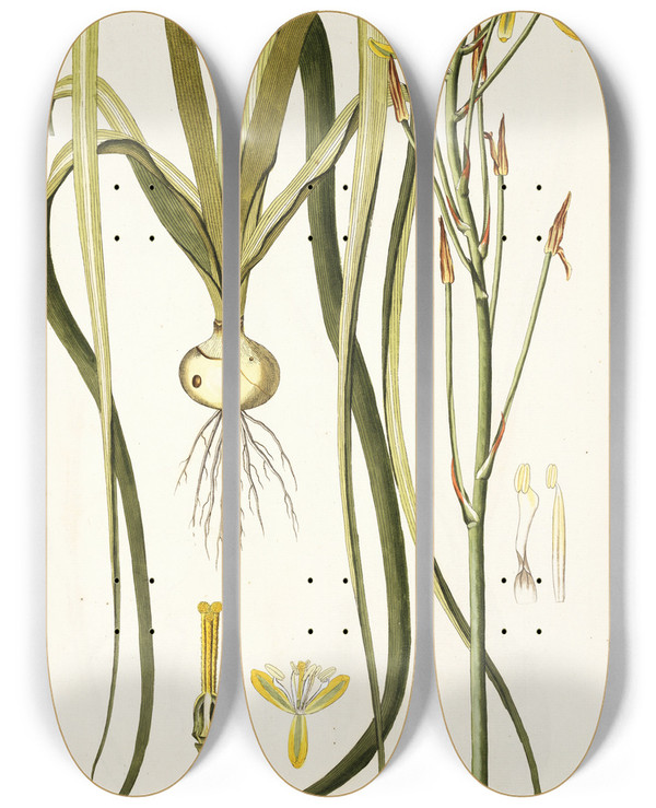 Triptych art skateboard deck of Nikolaus Joseph Freiherr Von Jacquin Albuca Aurea by Nikolaus Joseph Freiherr Von Jacquin (1727-1817)