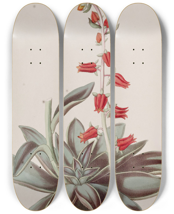 Triptych art skateboard deck of Sydenham Edwards Lurid Echeveria by Sydenham Edwards (1768-1819)