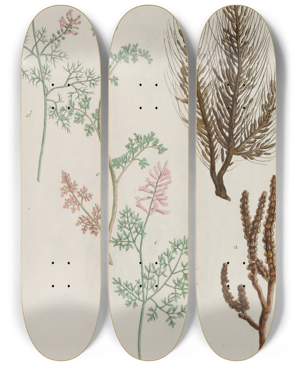 Triptych art skateboard deck of Johann Wilhelm Weinmann Phytanthoza Iconographia Pl242 by Johann Wilhelm Weinmann (1683-1741)