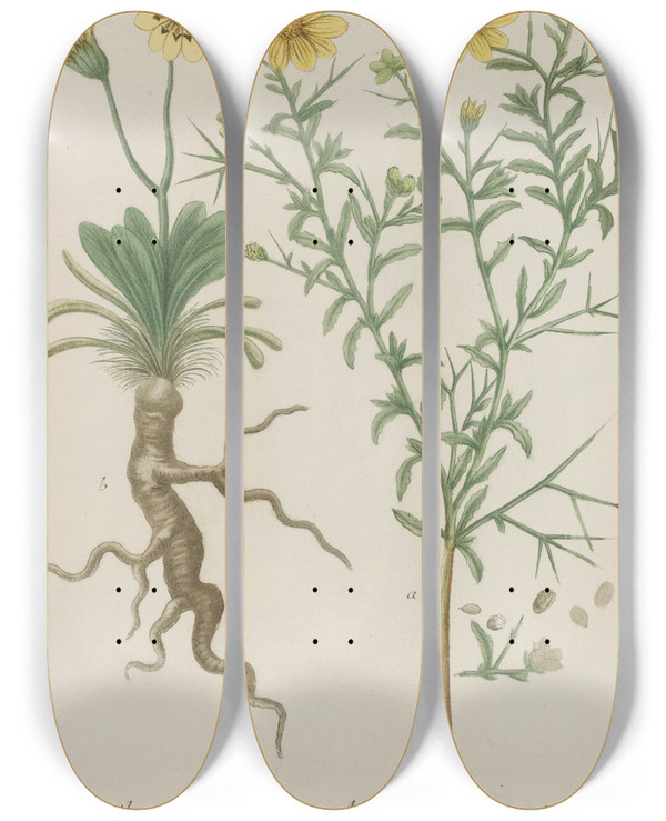Triptych art skateboard deck of Johann Wilhelm Weinmann Phytanthoza Iconographia Pl093 by Johann Wilhelm Weinmann (1683-1741)