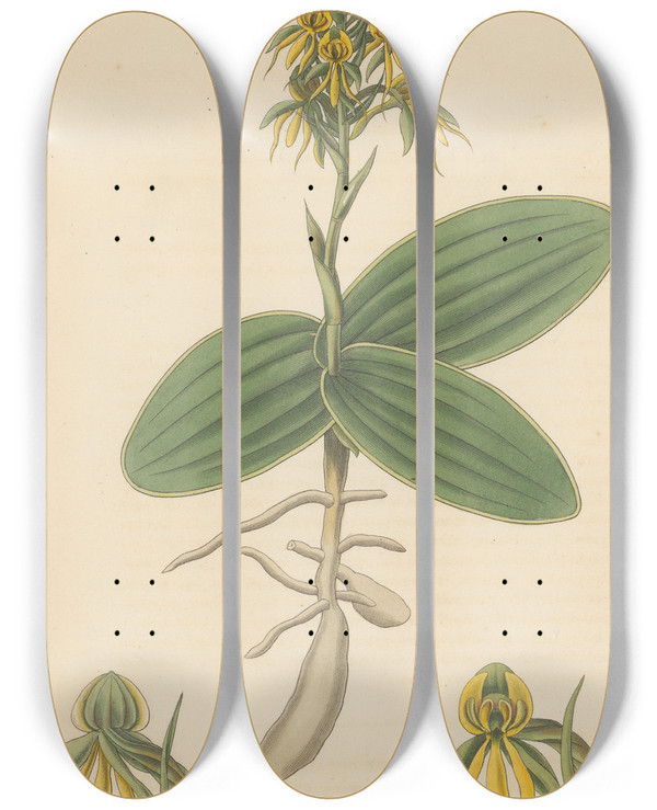 Triptych art skateboard deck of William Jackson Hooker Habenaria Marginata by William Jackson Hooker (1785-1865)