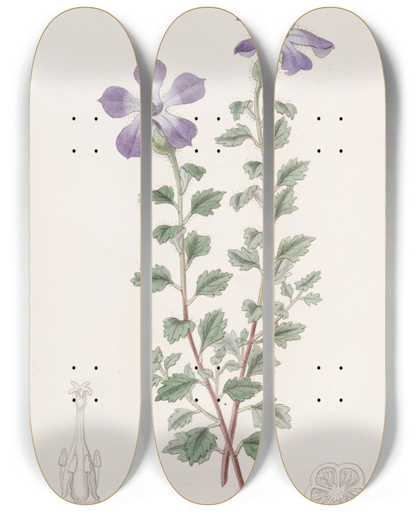 Triptych art skateboard deck of Sydenham Edwards Lobed Cyananth by Sydenham Edwards (1768-1819)