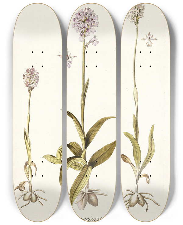 Triptych art skateboard deck of Nikolaus Joseph Freiherr Von Jacquin Orchis Variegata by Nikolaus Joseph Freiherr Von Jacquin (1727-1817)