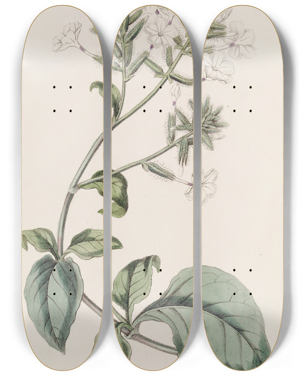 Triptych art skateboard deck of Sydenham Edwards Ceylon Leadwort by Sydenham Edwards (1768-1819)