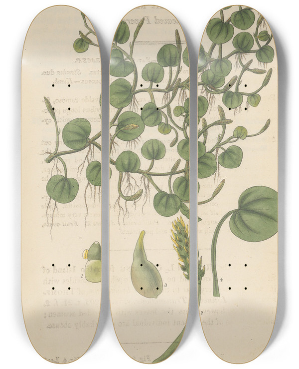 Triptych art skateboard deck of William Jackson Hooker Peperomia Renirormis by William Jackson Hooker (1785-1865)