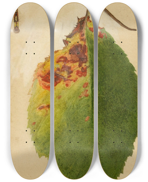 Triptych art skateboard deck of Emma Beach Thayer Crumpled And Withered Leaf Edge Mimicking Caterpillar_2 by Emma Beach Thayer (1849-1924)