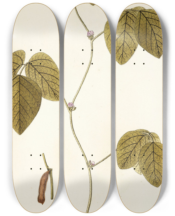 Triptych art skateboard deck of Nikolaus Joseph Freiherr Von Jacquin Dolichos Soja by Nikolaus Joseph Freiherr Von Jacquin (1727-1817)