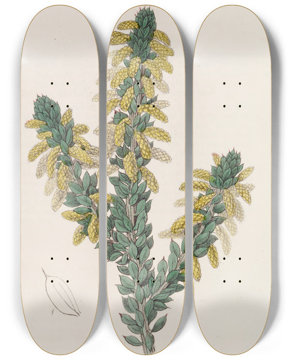 Triptych art skateboard deck of Sydenham Edwards The Mourning Wattle by Sydenham Edwards (1768-1819)