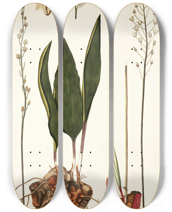 Triptych art skateboard deck of Nikolaus Joseph Freiherr Von Jacquin Eriospermum Lanceaefolium by Nikolaus Joseph Freiherr Von Jacquin (1727-1817)