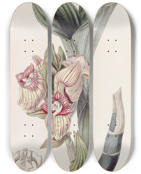 Triptych art skateboard deck of Sydenham Edwards Javanese Acanthophippium by Sydenham Edwards (1768-1819)