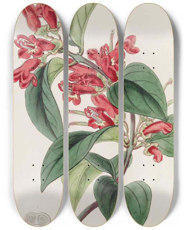 Triptych art skateboard deck of Sydenham Edwards Vermilion Aeschynanth by Sydenham Edwards (1768-1819)