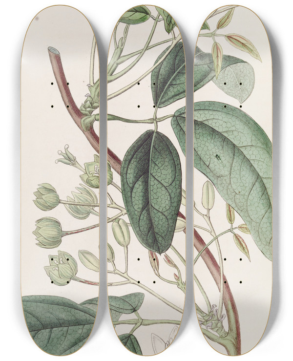 Triptych art skateboard deck of Sydenham Edwards Broadleaved Holbollia by Sydenham Edwards (1768-1819)