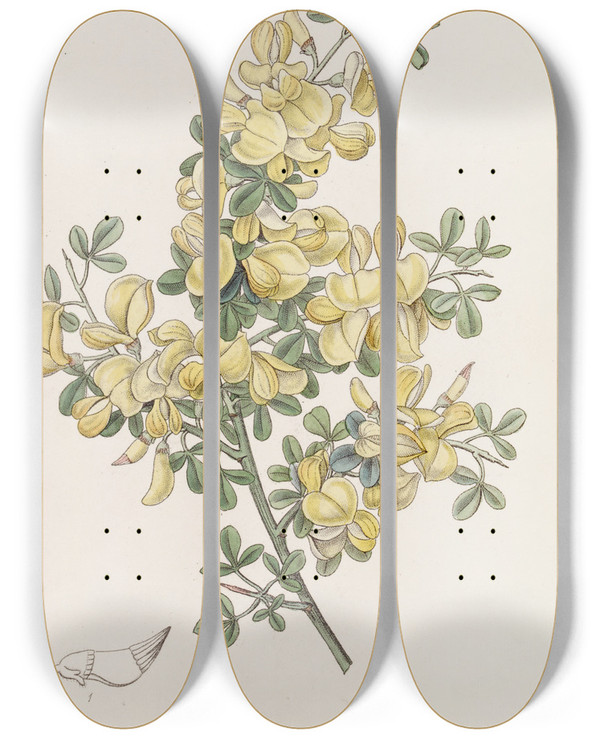 Triptych art skateboard deck of Sydenham Edwards Spiny Calycotome by Sydenham Edwards (1768-1819)