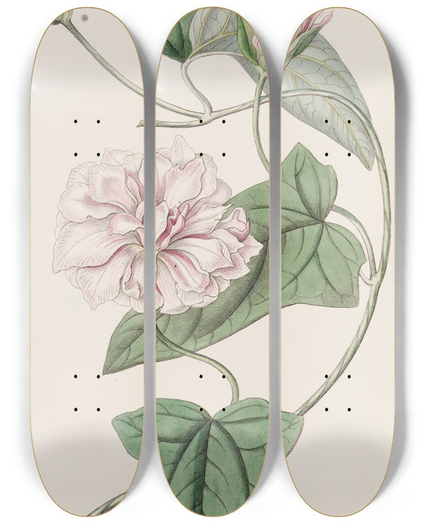 Triptych art skateboard deck of Sydenham Edwards Downy Bindweed by Sydenham Edwards (1768-1819)