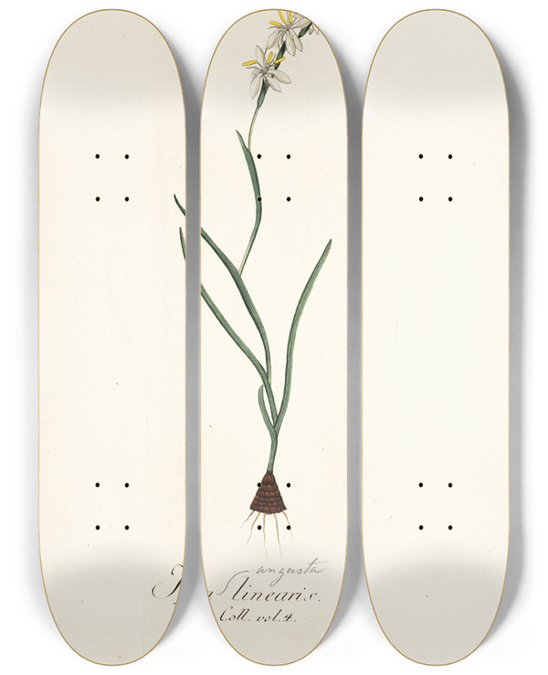 Triptych art skateboard deck of Nikolaus Joseph Freiherr Von Jacquin Ixia Linearis by Nikolaus Joseph Freiherr Von Jacquin (1727-1817)