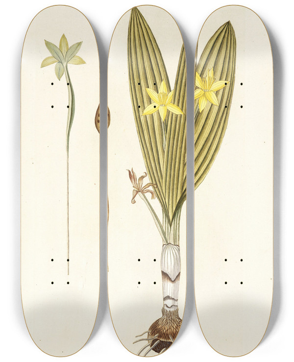 Triptych art skateboard deck of Nikolaus Joseph Freiherr Von Jacquin Hypoxis Plicata by Nikolaus Joseph Freiherr Von Jacquin (1727-1817)
