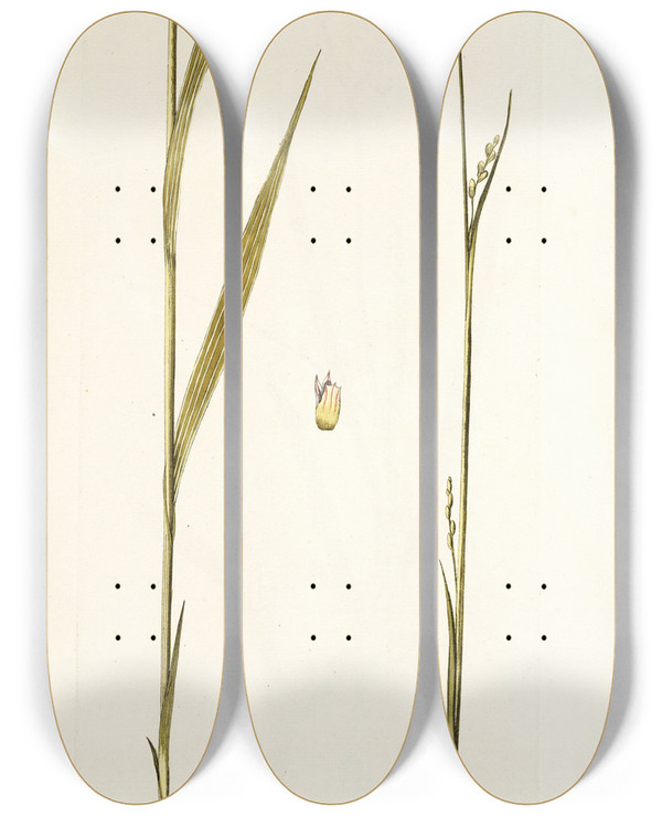 Triptych art skateboard deck of Nikolaus Joseph Freiherr Von Jacquin Ixia Polystachya by Nikolaus Joseph Freiherr Von Jacquin (1727-1817)