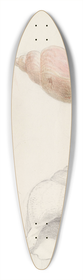 Adolph Tidemand - Studies of conch 39.3 inch art pintail longboard deck